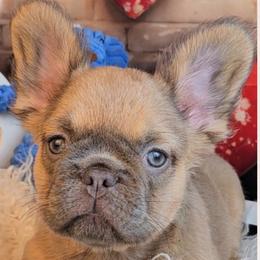 Girl 1 - Freedom - Tricolors female French Bulldog puppy in Elberton, Georgia from Ioney's Southern Paws Shelties, Frenchies, and Yorkies