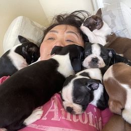 Boston Terrier Puppies from Mary's Puppy