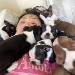 Boston Terrier Puppies from Mary's Puppy