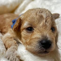 Poodle and Shih Tzu Puppies from Amarilys ShihTzus & Poodles