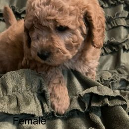 Goldendoodle Puppies from Doodle Paradise