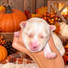 Aqua - Tan male Morkie puppy in Tampa Bay, Florida from Woodpecker Ridge Pups