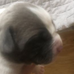 Girl 1 - American Bulldog puppy in Raeford, North Carolina from Muskoka Strong American Bulldogs