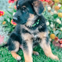 German Shepherd Puppies from Sand Hill Shepherds & Setters
