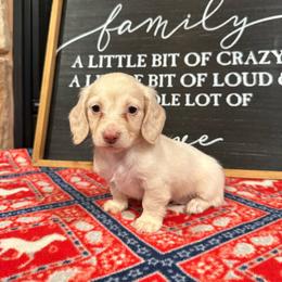 Blaze - Cream male Dachshund puppy in Stilwell, Oklahoma from B & K Dachshunds