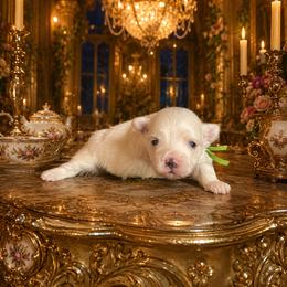 Beauty and the Beasts Lumeire - White male Maltese puppy in Liverpool, Pennsylvania from Miracles With Paws