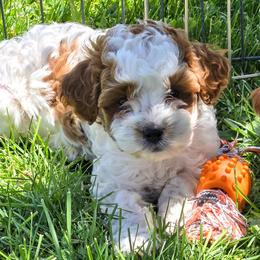 Topaz - Blenheim male Cavapoo puppy in Blackfoot, Idaho from Rocky Desert Goldens and Cavaliers