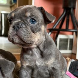 Rufus - Blue male French Bulldog puppy in Freedom, Pennsylvania from themcfrenchies