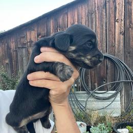 Cinder - Black and cream male Dachshund puppy in Rogue River, Oregon from Bear Feet Dachshunds