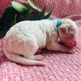 St. Teresa - Parti female Goldendoodle puppy in Denison, Iowa from Violet View Iowa Goldendoodles