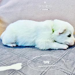 Samoyed Puppies from The Bactos Family