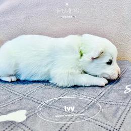 Samoyed Puppies from The Bactos Family