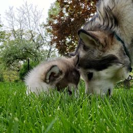 Alaskan Malamute Puppies from Delphi Alaskan Malamutes