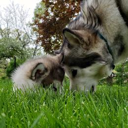 Alaskan Malamute Puppies from Delphi Alaskan Malamutes