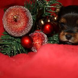 Yorkshire Terrier Puppies from Tammy Gurwell
