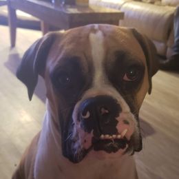 Lee - Boxer