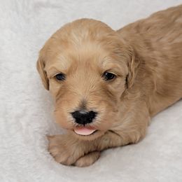 Goldendoodle Puppies from Lake Village Doodles