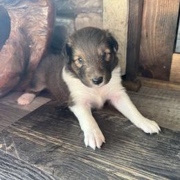 Sable Girl 2 - Sable and white female Shetland Sheepdog puppy in Shirley, Arkansas from Lucky Pups