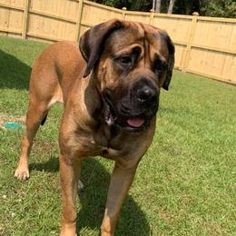 Dakota - Mastiff