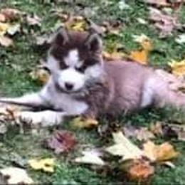 Siberian Husky Puppies from Xk siberians