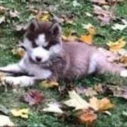 Siberian Husky Puppies from Xk siberians
