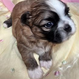 Shih Tzu Puppies from Morningstar's Shih Tzu