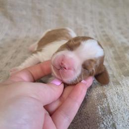 Girl Blenheim - Blenheim female Cavalier King Charles Spaniel puppy in Bonney Lake, Washington from House of Happy Cavaliers