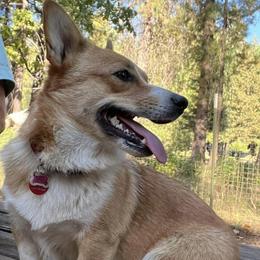 Pembroke Welsh Corgis from Central Bark Corgis