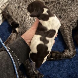 Boy 1 - German Shorthaired Pointer puppy in Bryan, Texas from Ehrenvogel and Bessdach Kennels