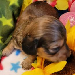 Astro - Sable male Dachshund puppy in Terlton, Oklahoma from CLARK'S BREEDING PROGRAM