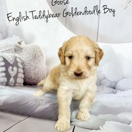 Goose English Teddybear - Apricot male Goldendoodle puppy in Grove, Oklahoma from Guinn Family Farms
