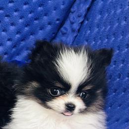 Keebler - Black and tan parti male Pomeranian puppy in Buck Valley, Pennsylvania from Buck Valley Pomeranians