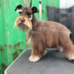 Ruby - Miniature Schnauzer