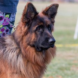 reba - German Shepherd