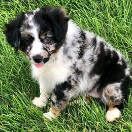 Australian Shepherds, Miniature Australian Shepherds, and Toy Australian Shepherds from Crazy Acres Aussies
