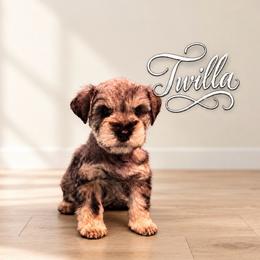 Twilla - Salt and pepper female Miniature Schnauzer puppy in Daisetta, Texas from Winfree’s Schnauzers