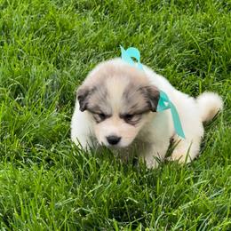 Miss Aqua - White and badger female Great Pyrenees puppy in Idaho from Portneuf Range Pyrenees