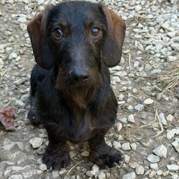 King - Dachshund