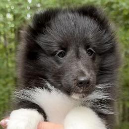 A beautiful and striking Bi-black girl with a sweet personality. - Black and white female Shetland Sheepdog puppy in Chapel Hill, North Carolina from Solange Shelties