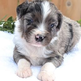 Blue collar - Blue merle male Aussiedoodle puppy in Coulee City, Washington from Mr and Mrs Doodle Farm
