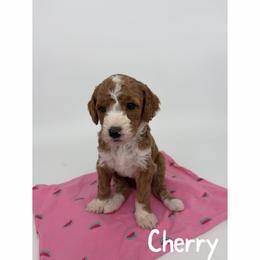 Cherry - Red  male Goldendoodle puppy in Smithfield, Kentucky from KBK9 Kennels