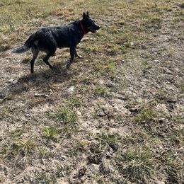 Corbin - Australian Cattle Dog