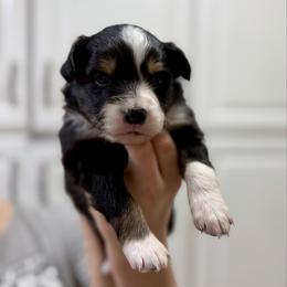 Onyx - Black tri-color female Australian Shepherd puppy in Odessa, Texas from Yucca Blossom Pups