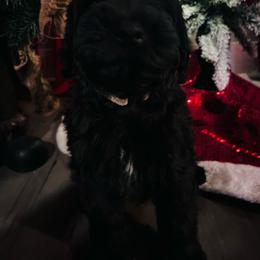 Puppy 1 - Black male Whoodle puppy in Corinth, Maine from Whoodles of Maine