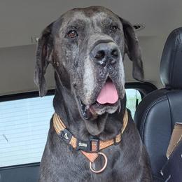 Roscoe - Great Dane