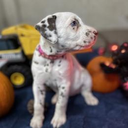 Lilo - White and liver brown female Dalmatian puppy in Hastings, Florida from Love My Spotty Dalmatians
