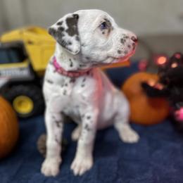 Lilo - White and liver brown female Dalmatian puppy in Hastings, Florida from Love My Spotty Dalmatians