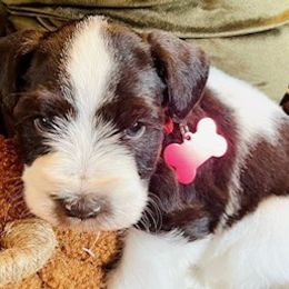 Miniature Schnauzers from Bell Beards & Brows Min Schnauzers