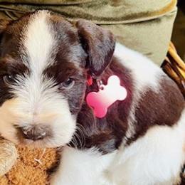 Miniature Schnauzers from Bell Beards & Brows Min Schnauzers