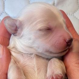 Nougat - Cream male Dachshund puppy in Vanceburg, Kentucky from Hearts of Faith French Bulldogs & Long-Haired Dachshunds